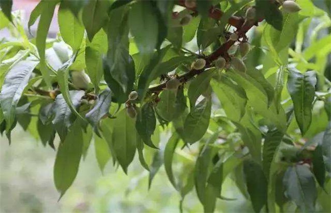 桃子僵果 什么原因