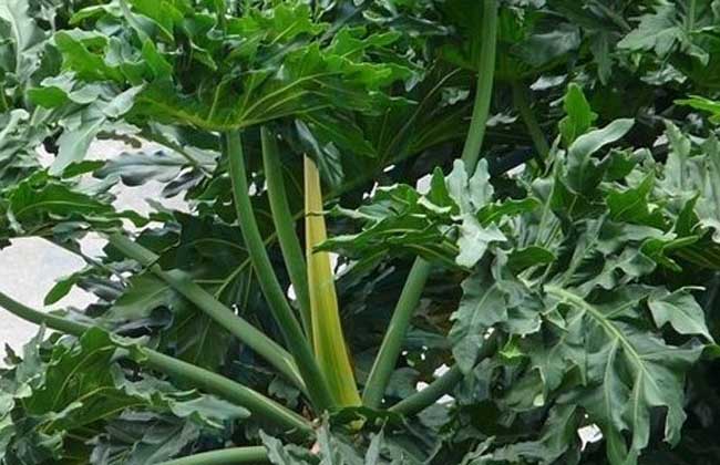 龟背竹开花吗