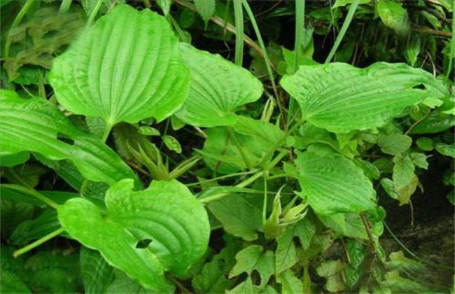 百部的种植技术