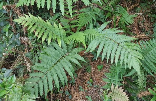 狗脊的种植技术