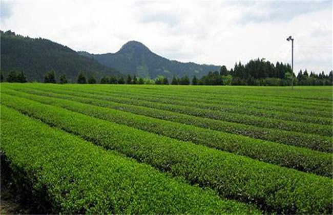 茶树的生长环境要求