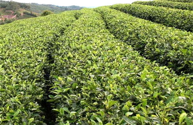 苦丁茶的种植技术
