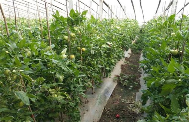 大棚西红柿产量低是什么原因