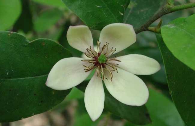 含笑花