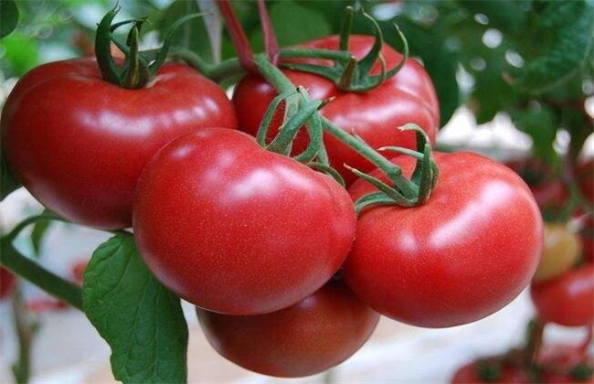 黑番茄 番茄 区别