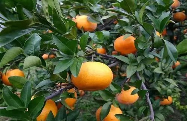 促进 柑橘长个 措施