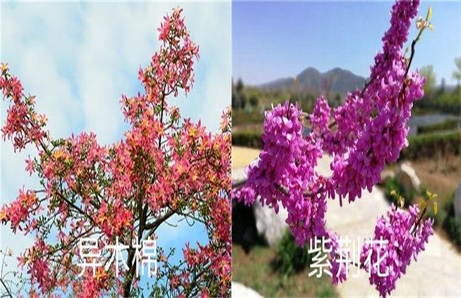紫荆花和异木棉的区别