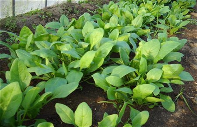 春季该如何种植好菠菜