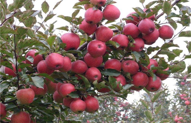 苹果树 大小年 怎么办