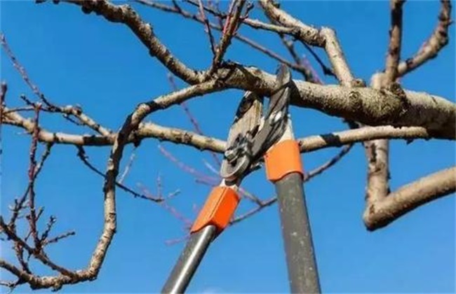 果树背上枝 怎样修剪