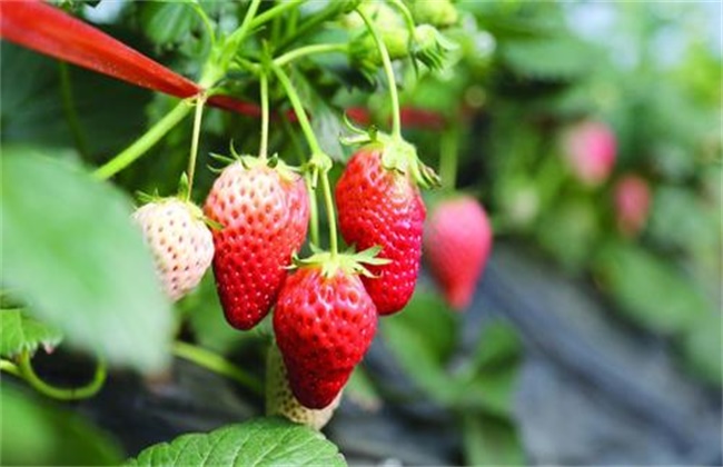 草莓膨果期 用什么肥