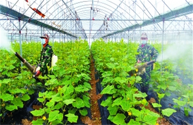 蔬菜种植中如何降低农药残留