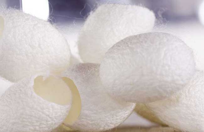 蚕茧怎么处理
