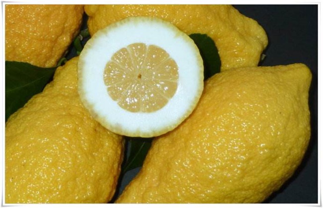 柠檬和香橼的区别