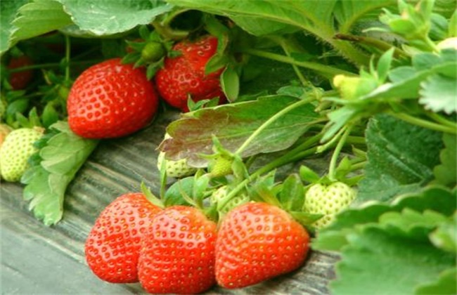 草莓膨果期 用什么肥