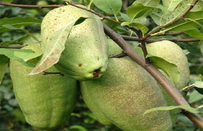 木瓜 常见品种 图片