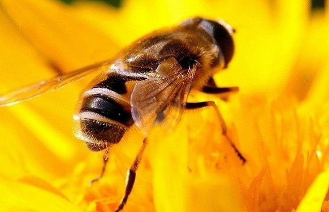 沙巴蜂大蜜蜂