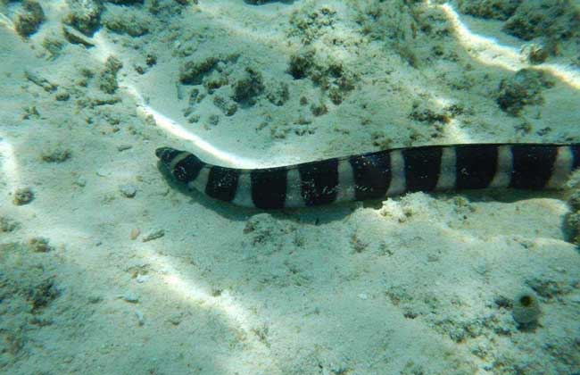 环纹海蛇