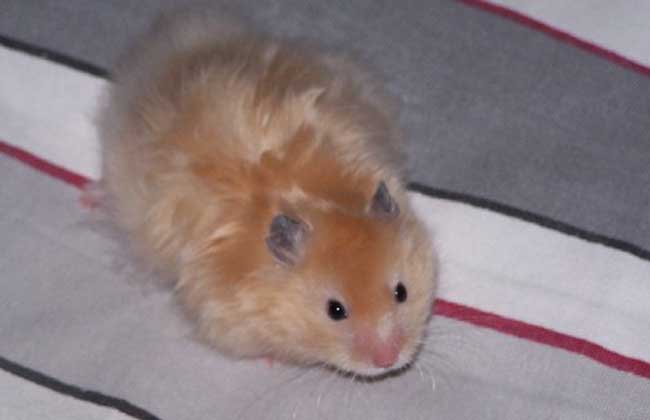 西施熊