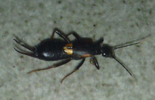 黑足蚁形隐翅虫
