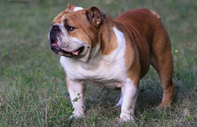 斗牛犬