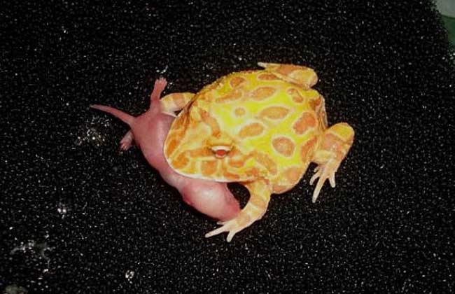 钟角蛙