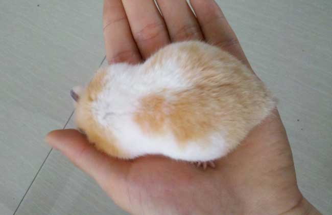 金丝熊