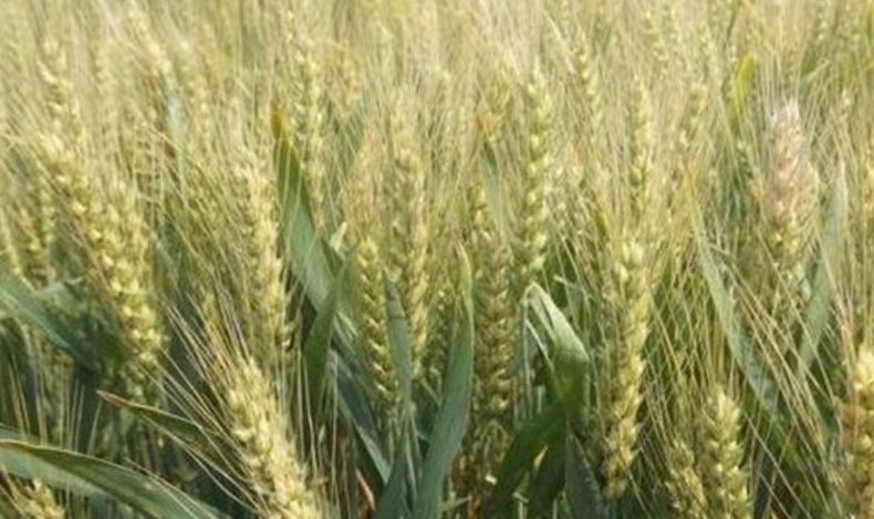 小麦现在多少钱一斤？