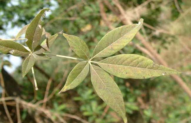 黄荆