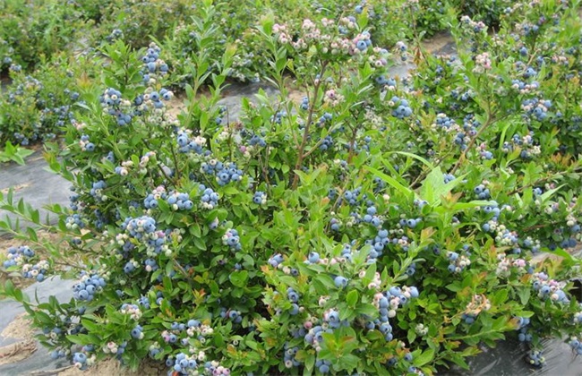 蓝莓 常见 品种