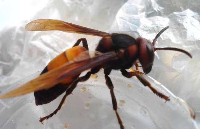小黄腰胡蜂