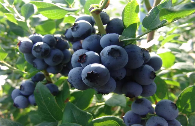 蓝莓 常见 品种