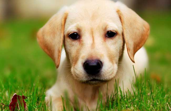 拉布拉多犬