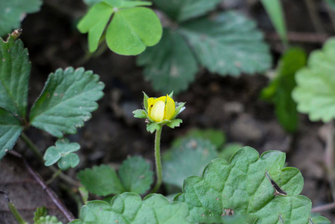 蛇莓【蔷薇科蛇莓属的一种植物】[shé méi]