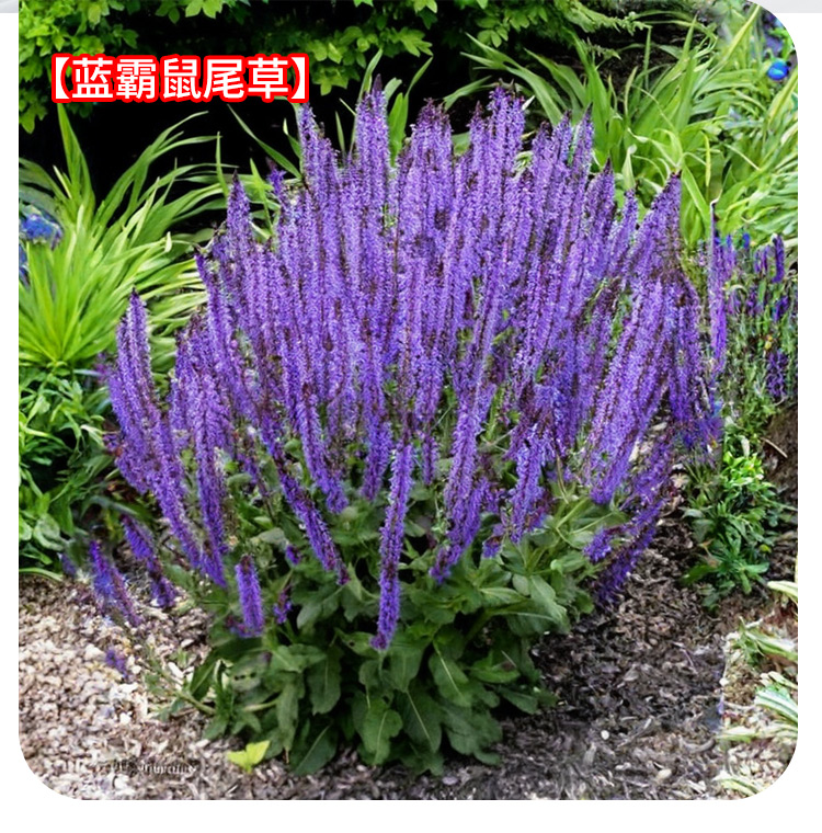 鼠尾草（唇形科鼠尾草属植物）