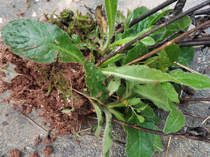 地胆头草的图片