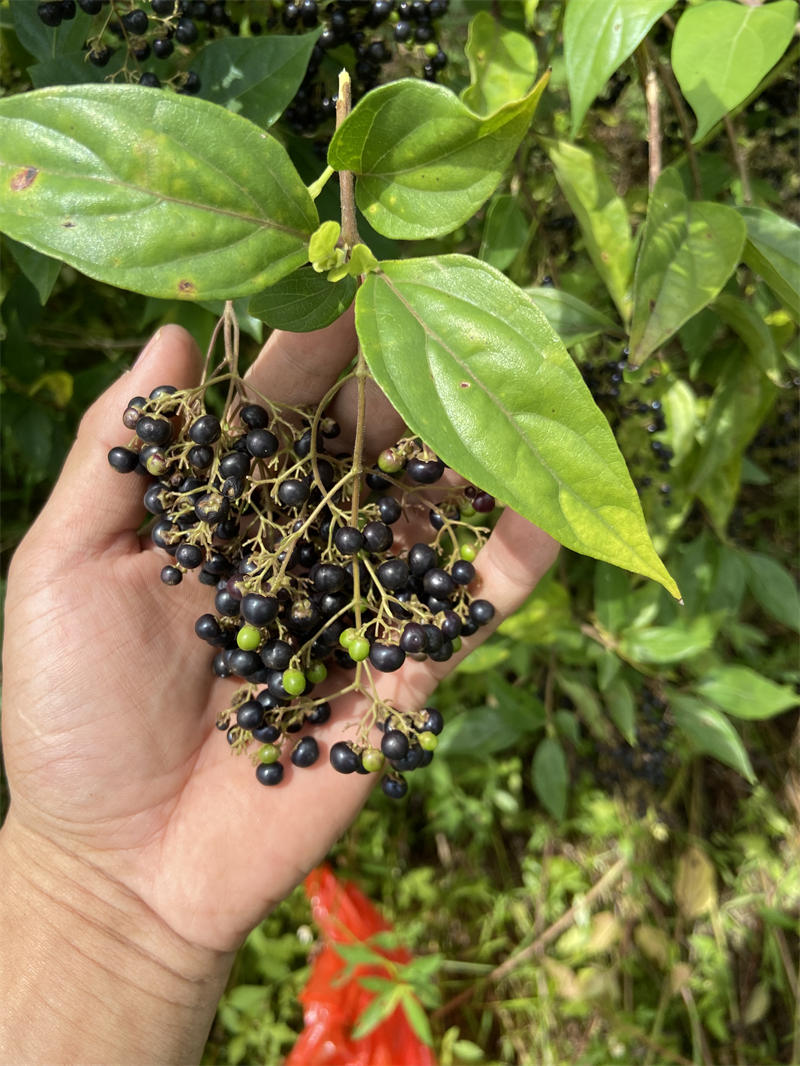 豆腐柴(绿豆腐)用叶子的做法