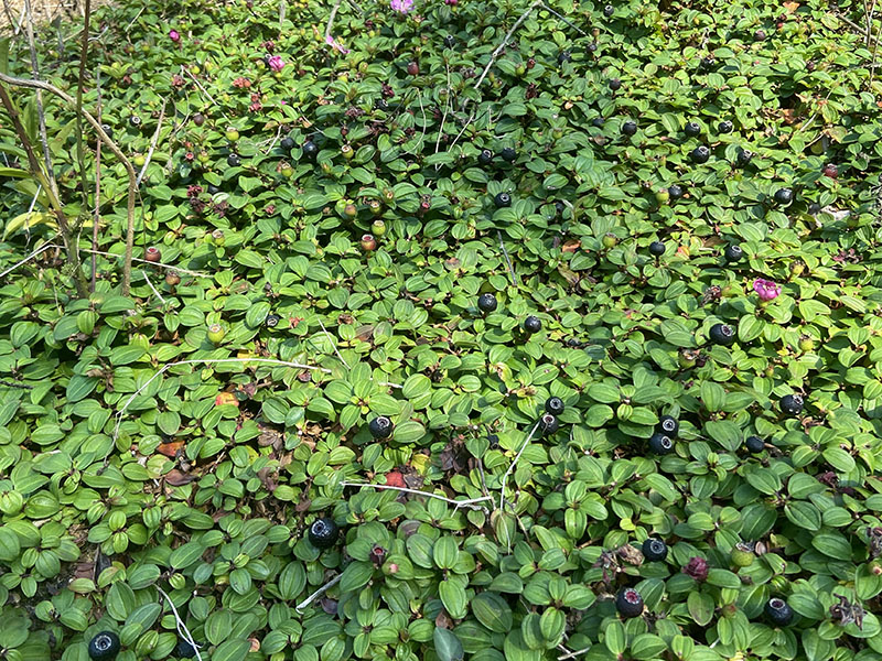 地菍图片和地菍果的图片