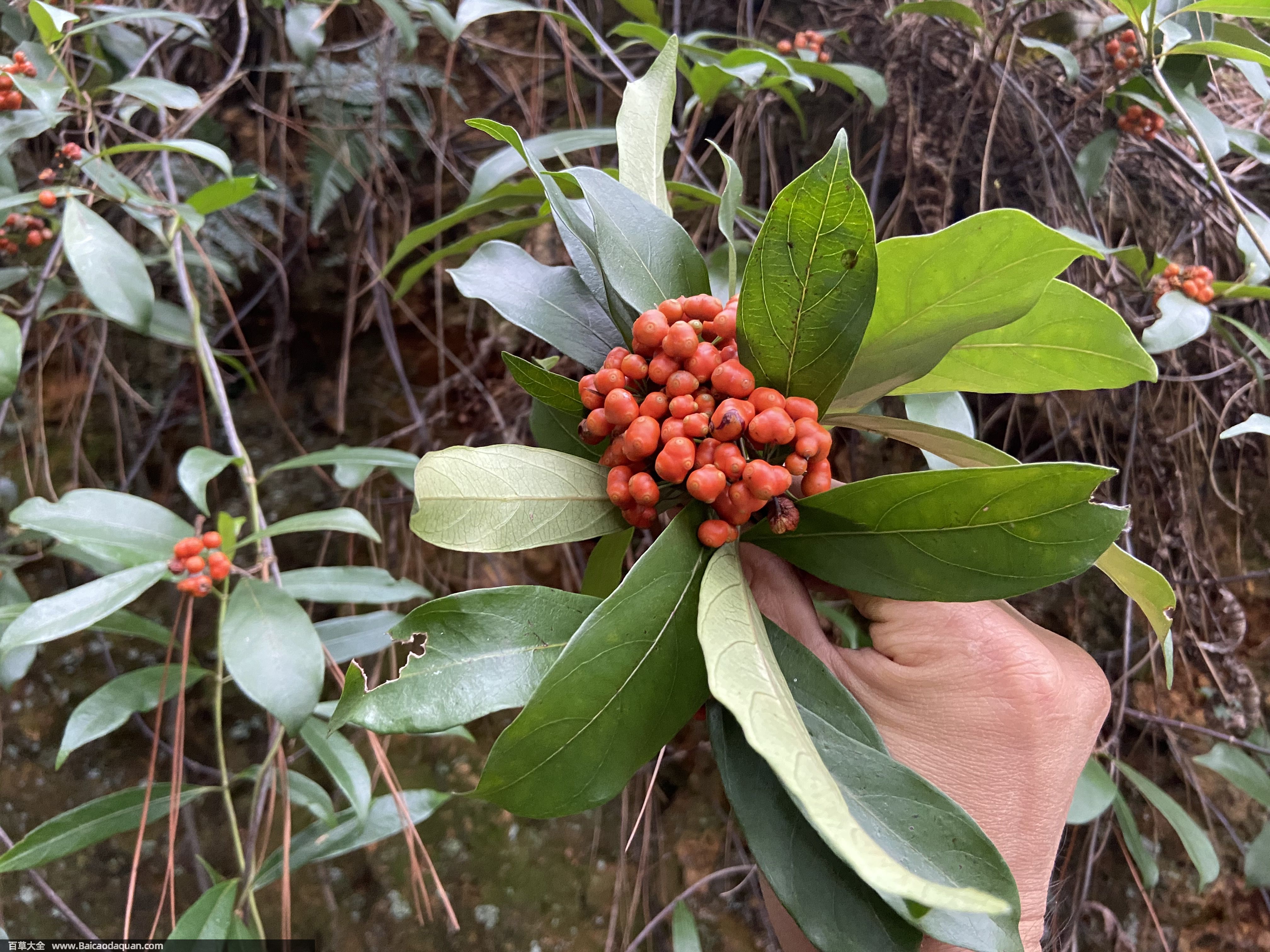 巴戟天种植的相关技术要点