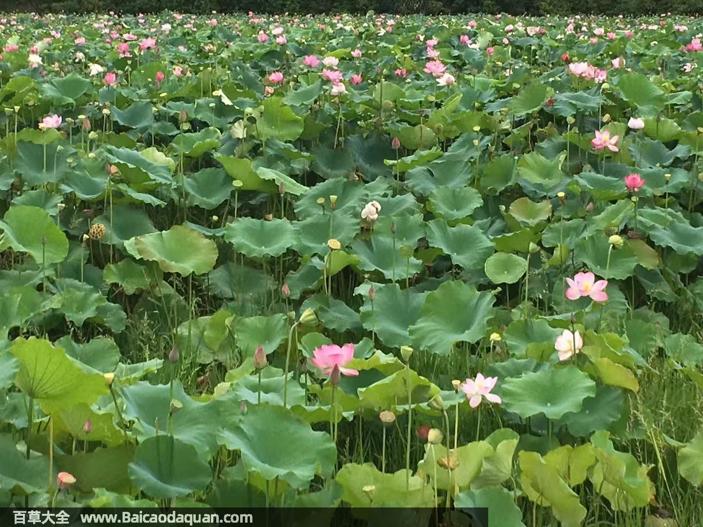 莲[lián]莲科莲属植物