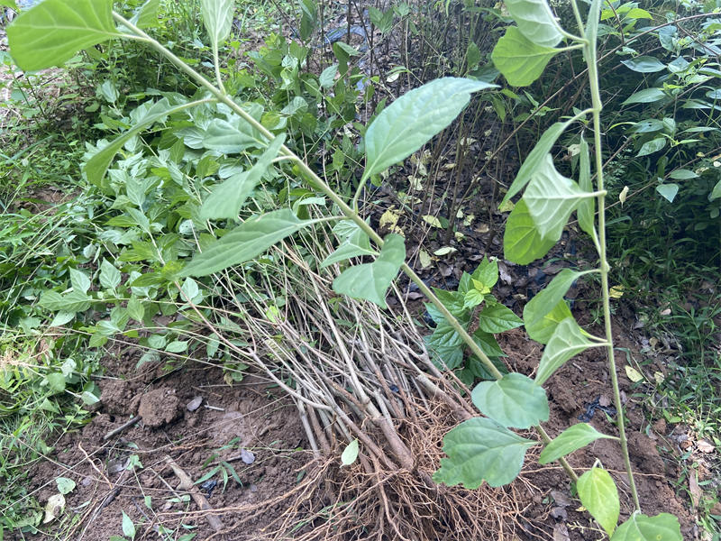 神奇的食用果胶植物思茅豆腐柴