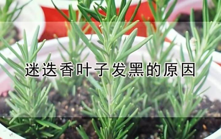如何成功地繁殖迷迭香？