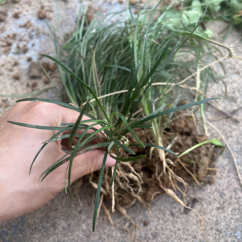 百草指的是那些植物