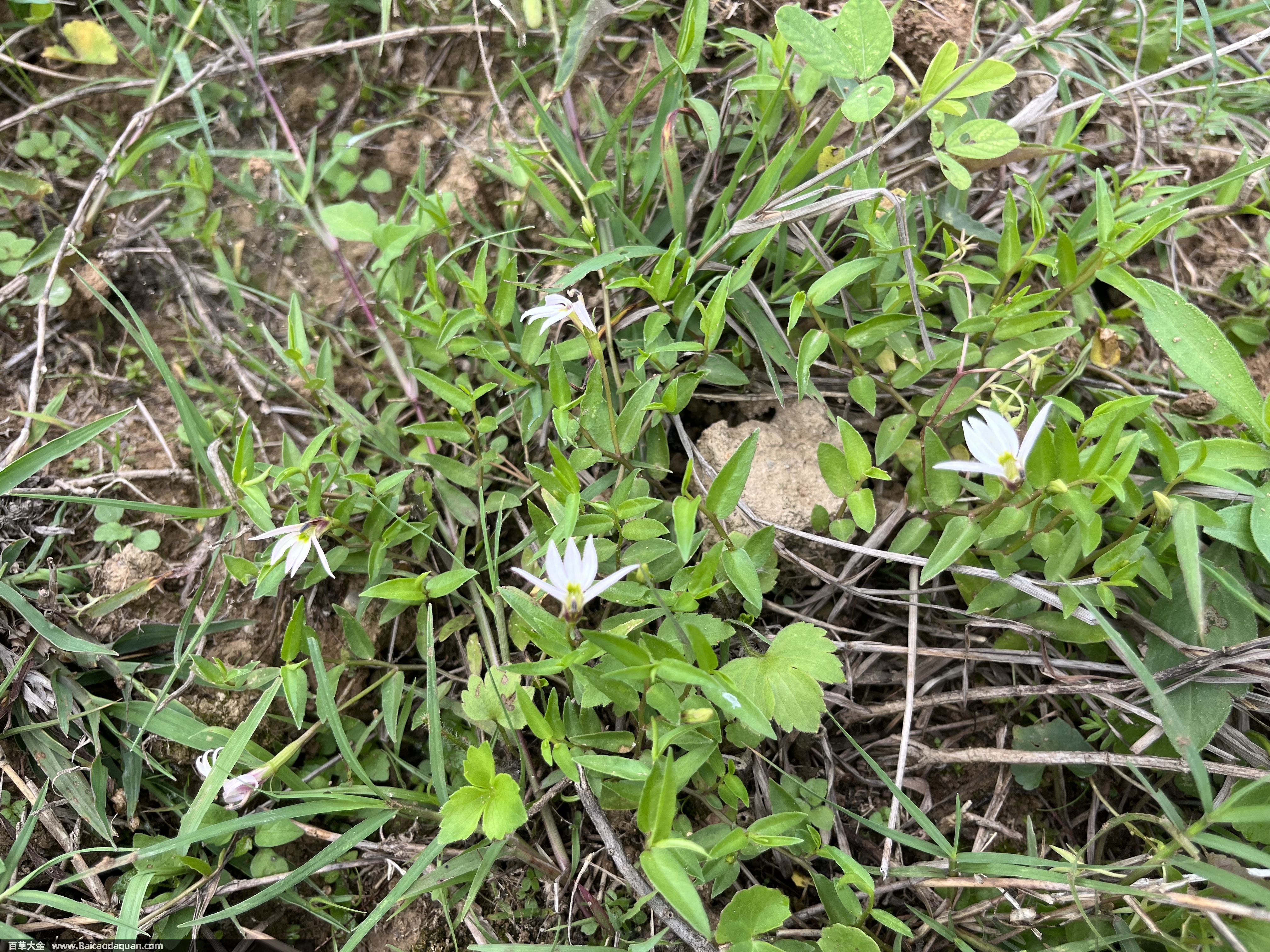 半边莲[bàn biān lián][桔梗科半边莲属植物]