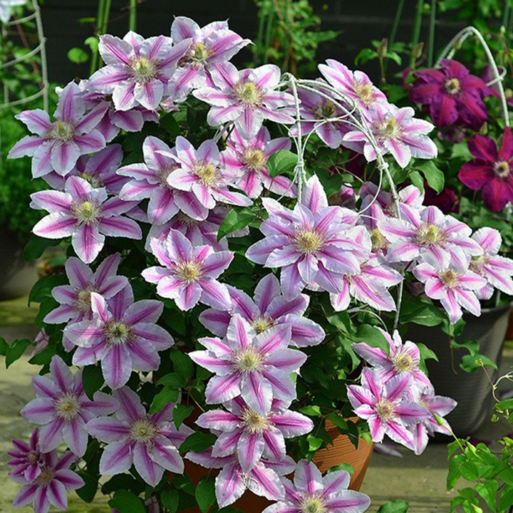 蜜蜂之恋/庆典
