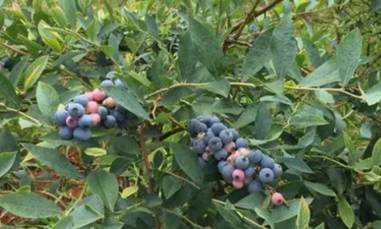 蓝莓品种排行榜前十名