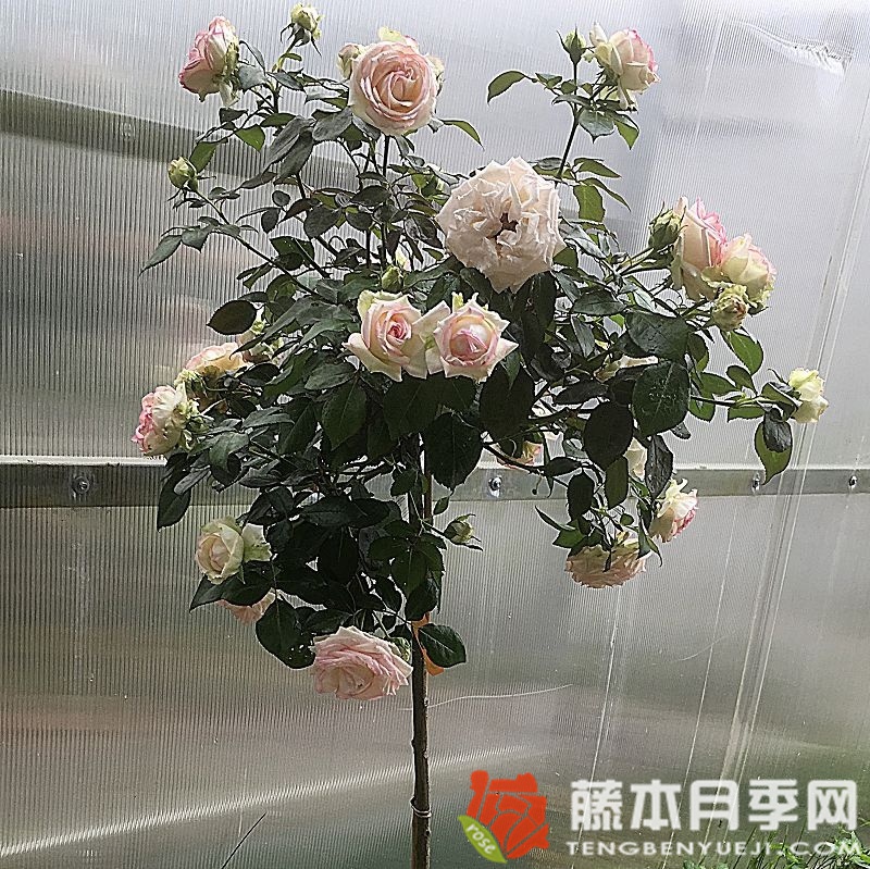 彼德迈尔/毕德麦雅月季
