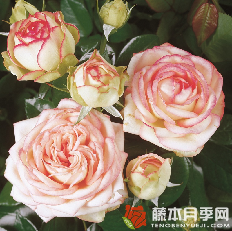 彼德迈尔/毕德麦雅
