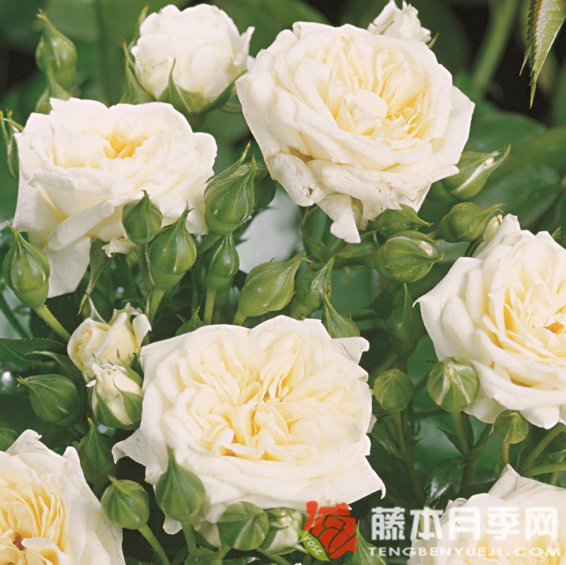 蜂蜜牛奶