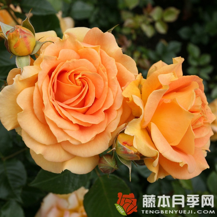 金埃尔莎月季